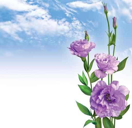 Flowers Sky Wall Decal