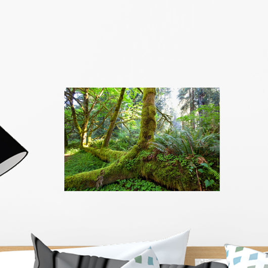 Rain Forest