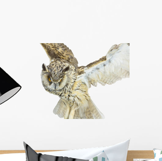 White- Brown Owl
