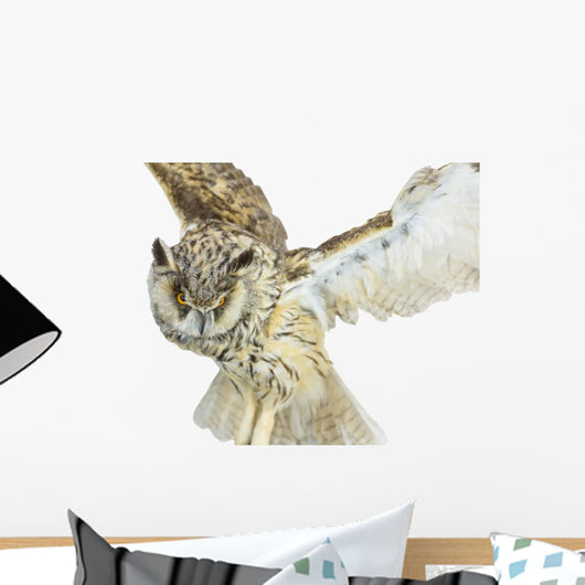 White- Brown Owl