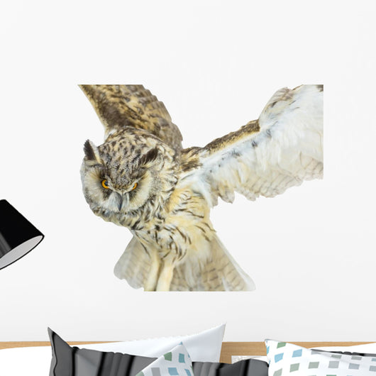 White- Brown Owl