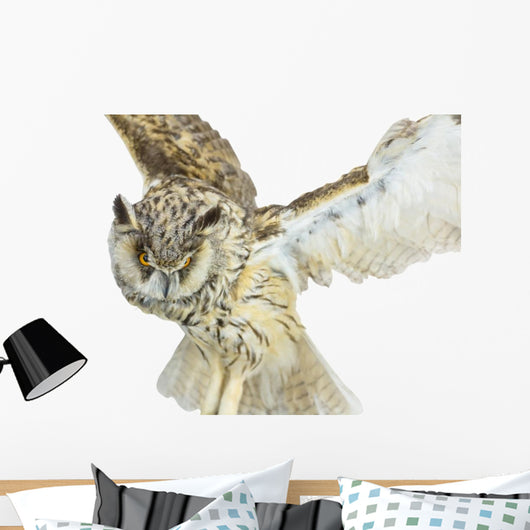 White- Brown Owl