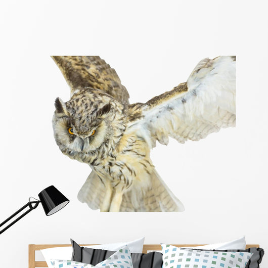 White- Brown Owl
