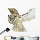 White- Brown Owl