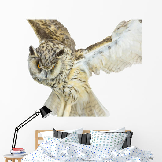 White- Brown Owl