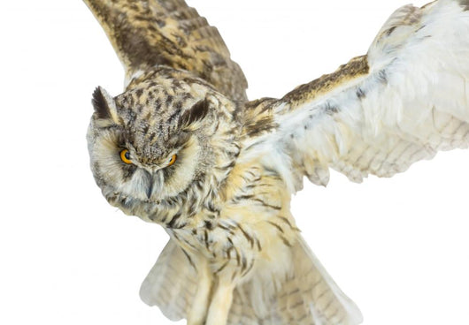White- Brown Owl