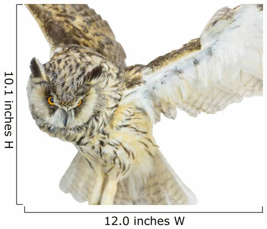 White- Brown Owl