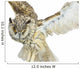 White- Brown Owl