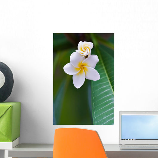 frangipani tropical flower Wall Mural