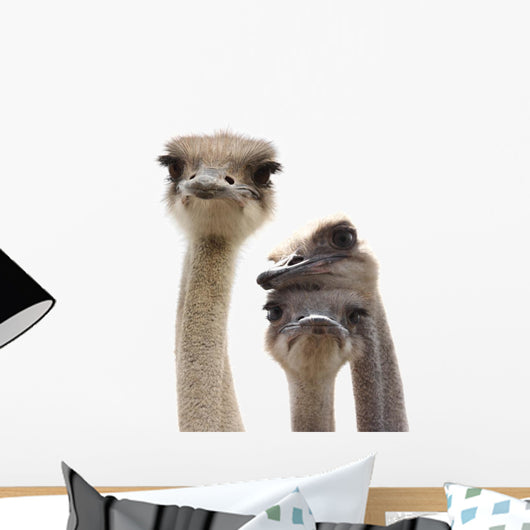Three Funny Ostrich Heads Isolated Wall Decal