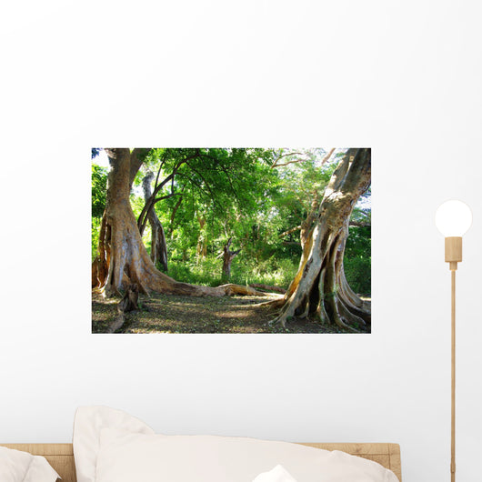 Ficus Wall Mural
