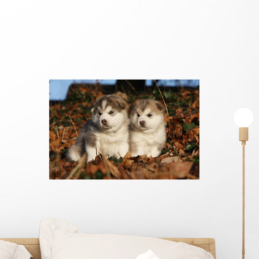 Alaskan Malamute Two Youngs