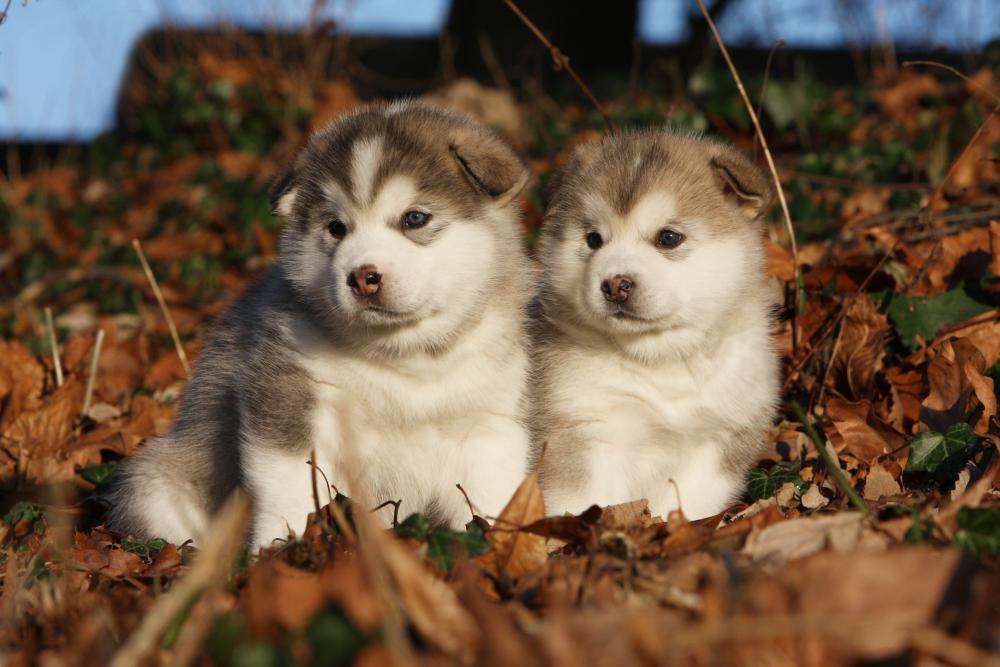 Malamute Puppy Husky Chow Puppy Alaskan Malamute Two Youngs