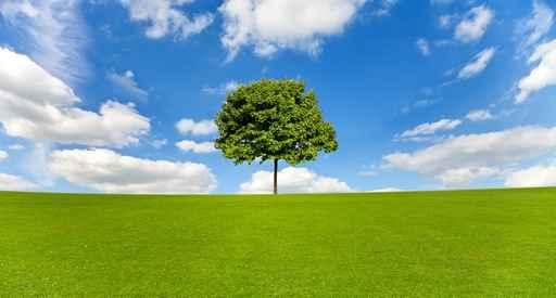 Maple Tree Meadow against Wall Decal