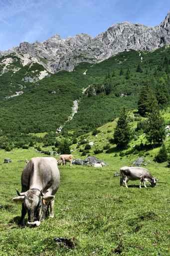 Tirol Cows Wall Decal