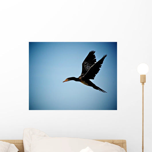 Cormorant Flight