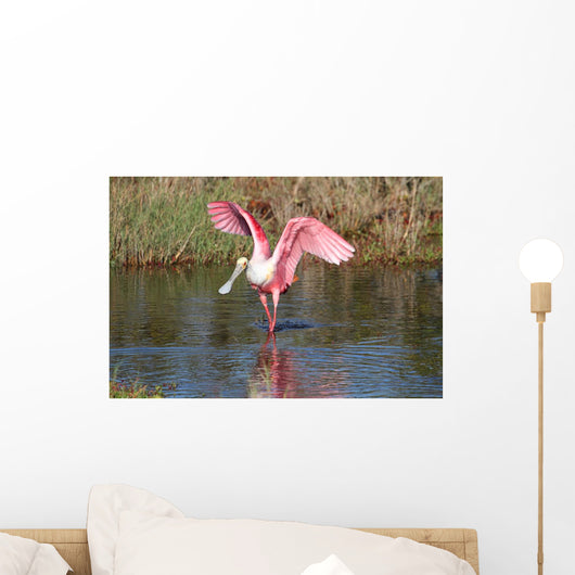Roseate Spoonbill Hunting Water