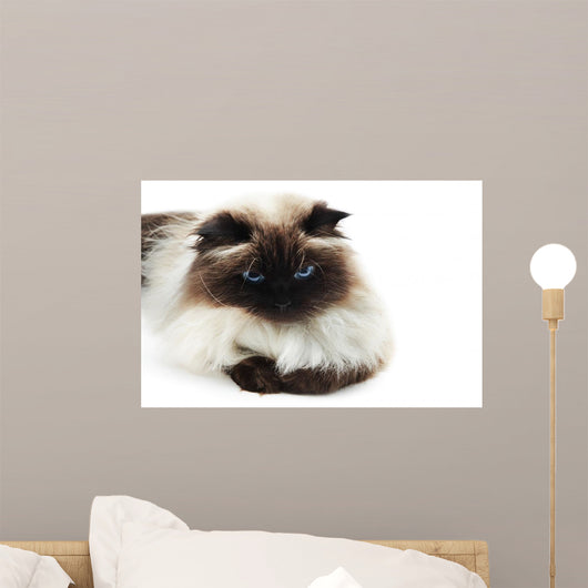 Cat Wall Mural