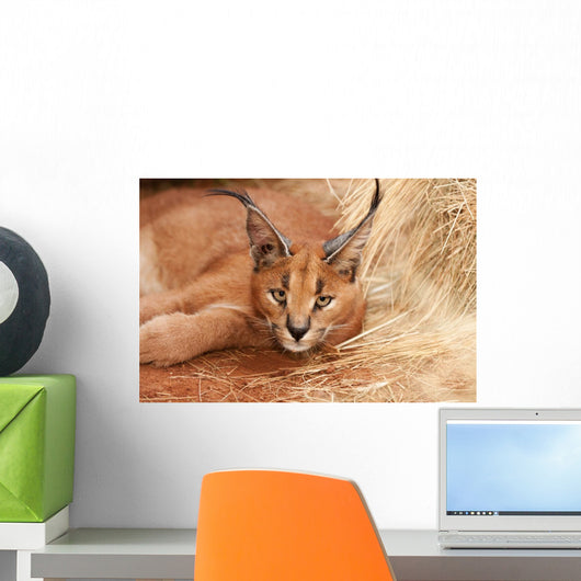 Wild Cat Caracal