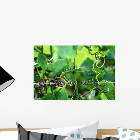 Vineyard Wall Mural