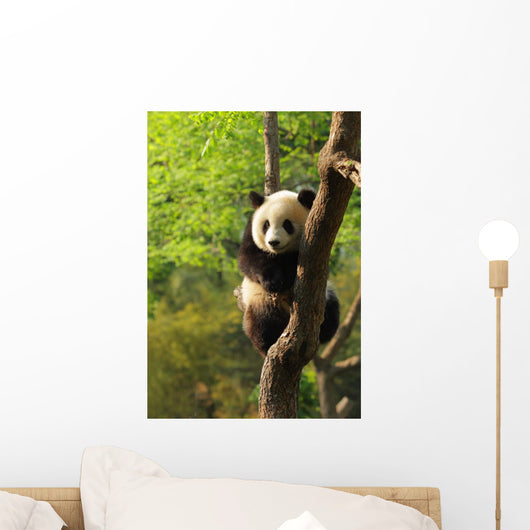 Cute Panda Cub Wall Mural