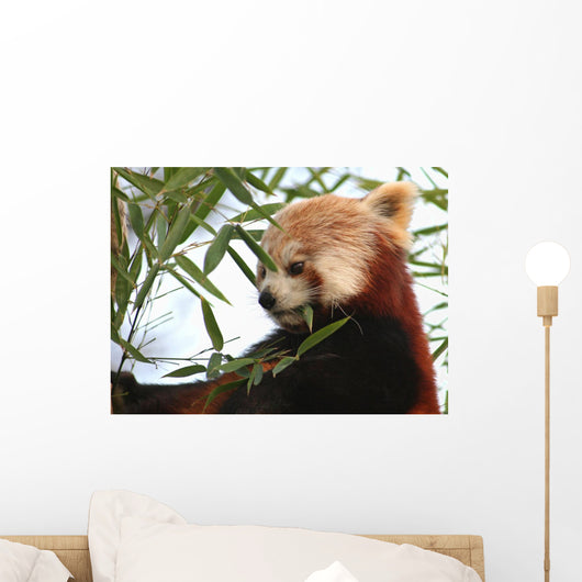 Tte Panda