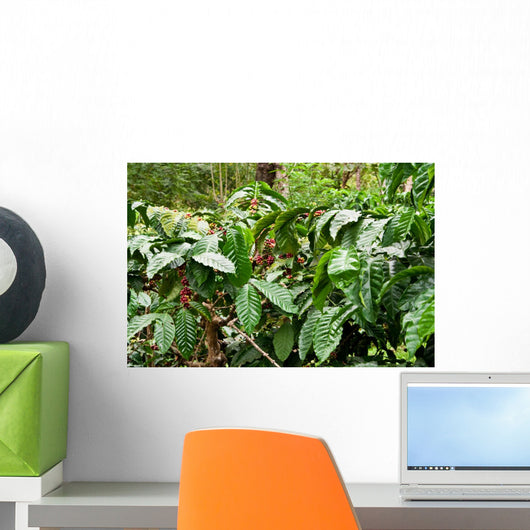 Coffee plantation, coffee plantation Wall Mural