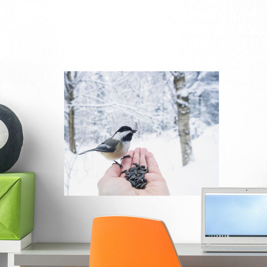 Hand feeding a black-capped chickadee sunflower seeds Wall Mural