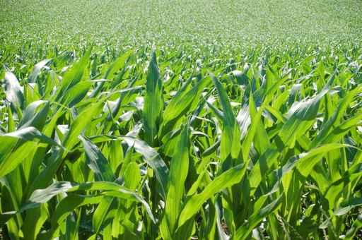 Corn Field Wall Decal Design 2