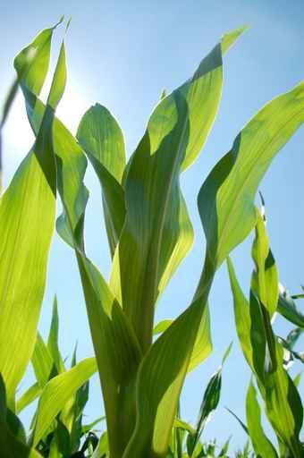 Corn Field Wall Decal Design 1