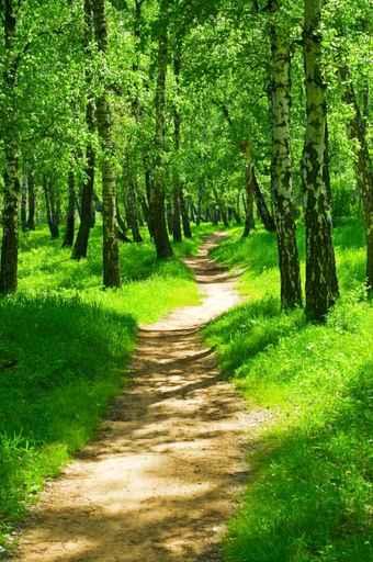Green Forest Wall Decal