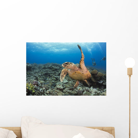 A hawksbill turtle at Turtle Alley Wall Mural