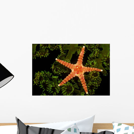 A spiny sea star on a colony of green tube coral Wall Mural