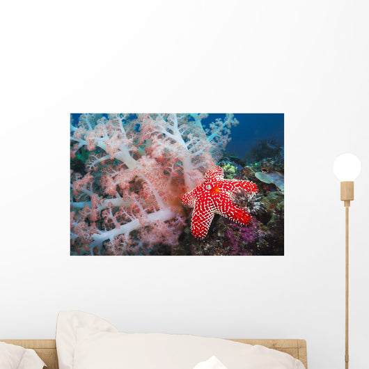 crinoids and a feather dust worm all compete for space Wall Mural