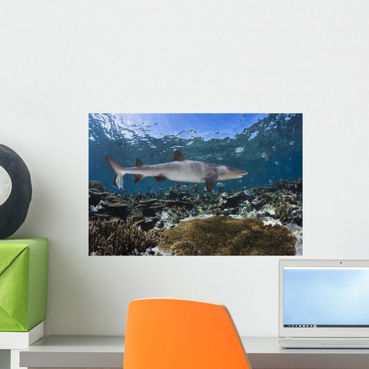 Whitetip Reef Shark Cruises Wall Decal