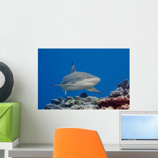 Blacktip reef shark Wall Mural