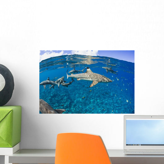 Blacktip reef sharks Yap, Micronesia Wall Mural