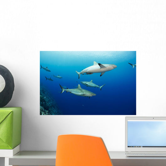 Gray reef sharks Wall Mural