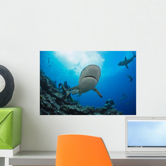 Gray reef sharks and divers Wall Mural