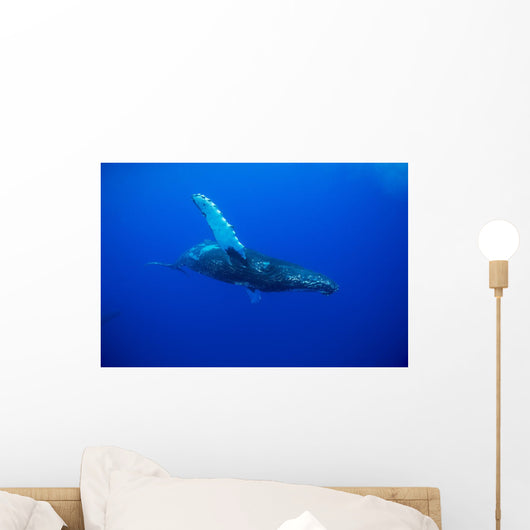 An underwater view of a humpback whale Wall Mural