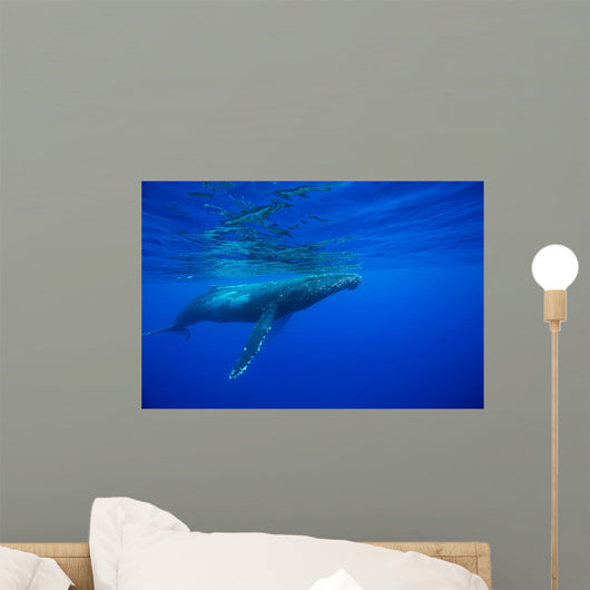 Humpback whale Wall Mural
