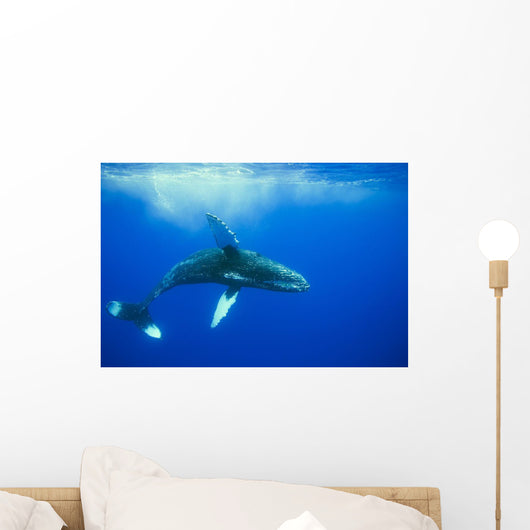 Humpback whale Wall Mural
