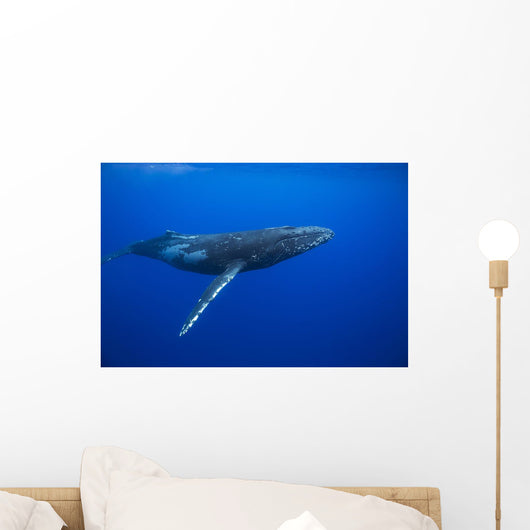 Humpback whale Wall Mural