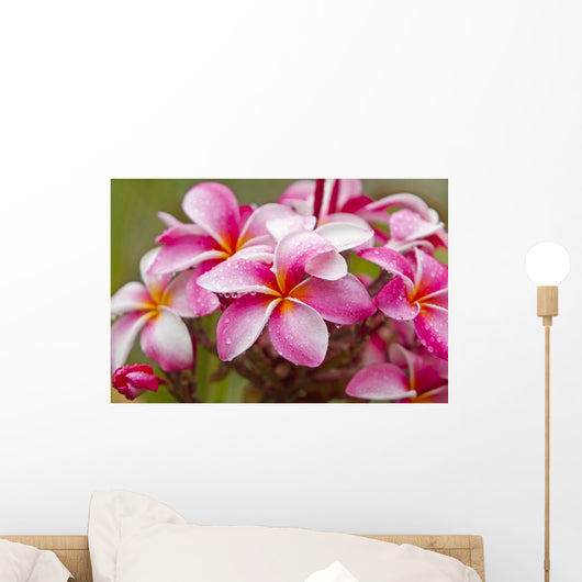 Pink plumerias covered in dew drops Wall Mural