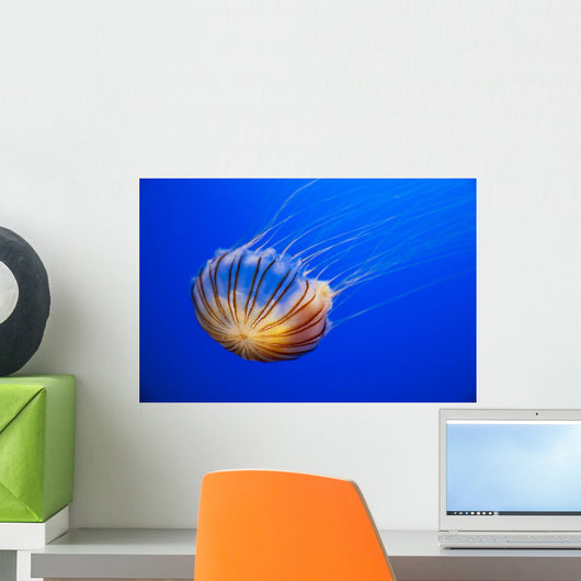 The compass jellyfish, Chrysaora hysoscella, Shot from an aquarium Wall Mural