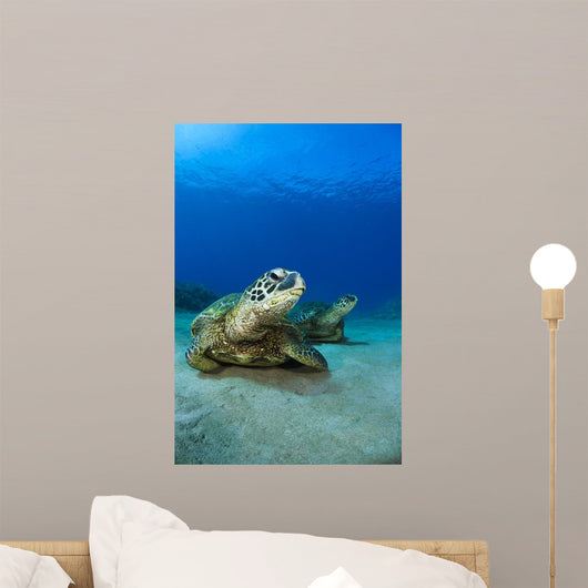Hawaii, West Maui, Pair of Green Sea Turtles on the ocean floor Wall Mural