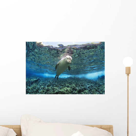 Hawaiian monk seal over reef, nr surface w/ refelctions Wall Mural
