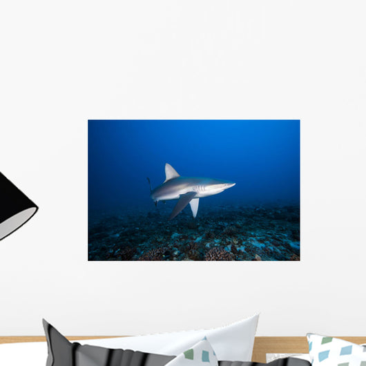 Hawaii, Molokai, Grey reef shark swimming below Mokuhooniki Rock Wall Mural