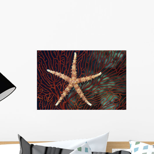 Fiji, Seastar on gorgonian coral Wall Mural