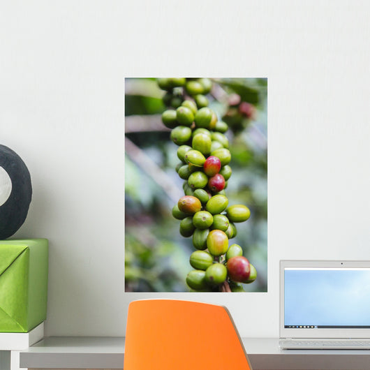 Coffee growing in the highlands of Ethiopia Wall Mural